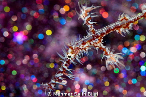 Ornate in disco. by Mehmet Salih Bilal 